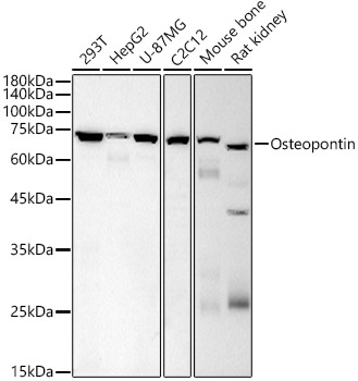 Osteopontin Mouse mAb