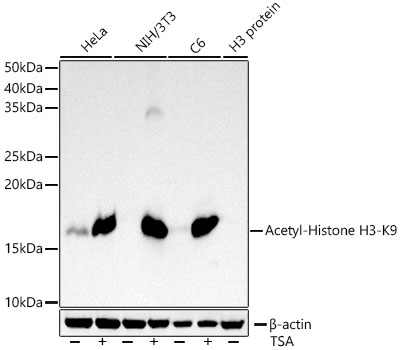 Acetyl-Histone H3-K9 Rabbit mAb