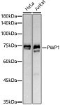 Western blot - PWP1 Rabbit mAb (A21143)