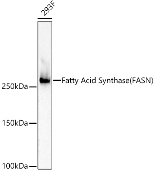 [KO Validated] Fatty Acid Synthase (FASN) Rabbit mAb