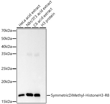 Symmetric DiMethyl-Histone H3-R8 Rabbit mAb