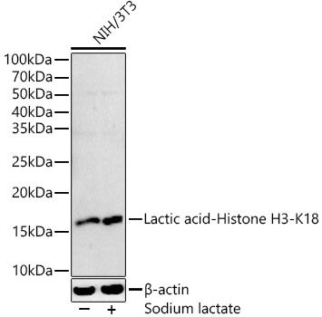 Lactic acid-Histone H3-K18 Rabbit mAb