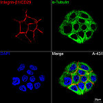 Immunofluorescence - Integrin-β1/CD29 Rabbit mAb (A21234)