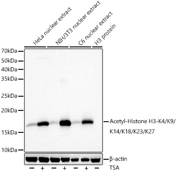 Acetyl-Histone H3-K4/K9/K14/K18/K23/K27 Rabbit pAb