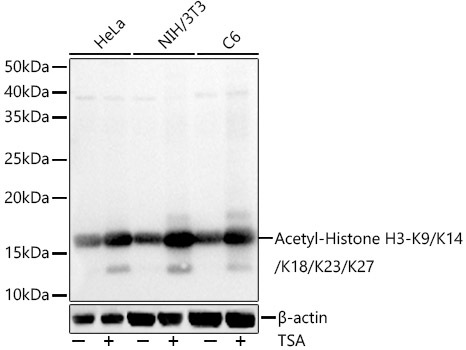 Acetyl-Histone H3-K9/K14/K18/K23/K27 Rabbit pAb