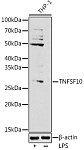 Western blot - TNFSF10 Rabbit pAb (A2138)