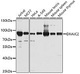 Western blot - DNAJC2 Rabbit pAb (A21431)