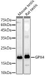 Western blot - [KD Validated] GPX4 Rabbit pAb (A21440)