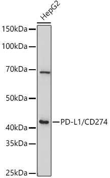 PD-L1/CD274 Rabbit pAb