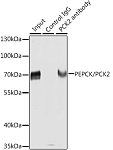Western blot - [KO Validated] PEPCK/PCK2 Rabbit pAb (A21529)
