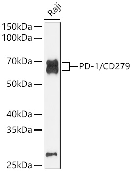 PD-1/CD279 Rabbit pAb