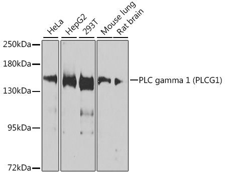 PLC gamma 1 (PLCG1) Rabbit pAb