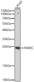 RAB5C Rabbit pAb