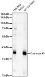 Western blot - Connexin 43 Rabbit pAb (A2163)