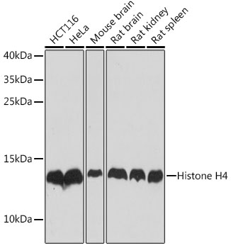 [KO Validated] Histone H4 Rabbit pAb