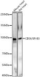 Western blot - CD36/SR-B3 Rabbit pAb (A21716)
