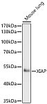 Western blot - XIAP Rabbit pAb (A21835)
