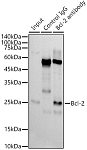 Western blot - [KD Validated] Bcl-2 Rabbit mAb (A21873)