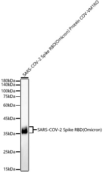 SARS-COV-2 Spike RBD(Omicron) Protein pAb