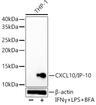 CXCL10/IP-10 Rabbit mAb
