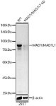 Western blot - [KD Validated] MAD1/MAD1L1 Rabbit pAb (A22000)