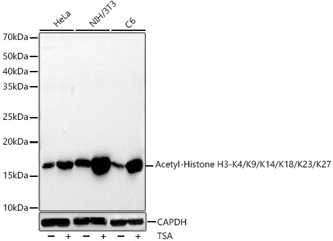 Acetyl-Histone H3-K4/K9/K14/K18/K23/K27 Rabbit mAb