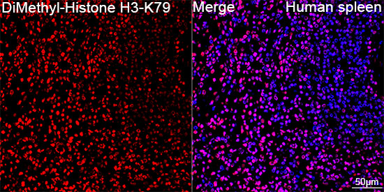 DiMethyl-Histone H3-K79 Rabbit mAb