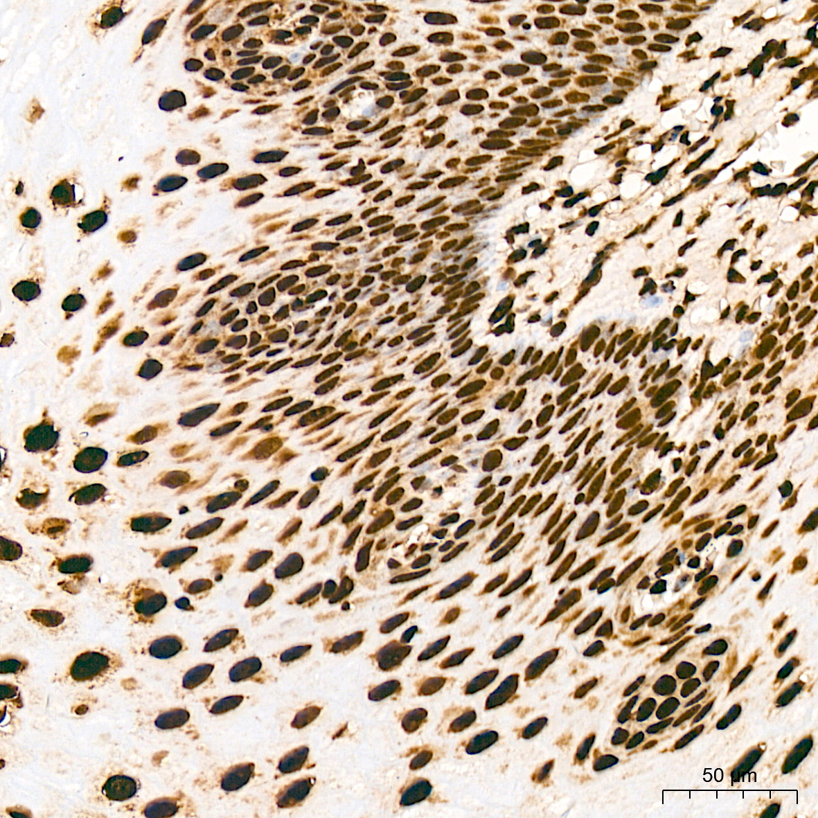 DiMethyl-Histone H3-K79 Rabbit mAb