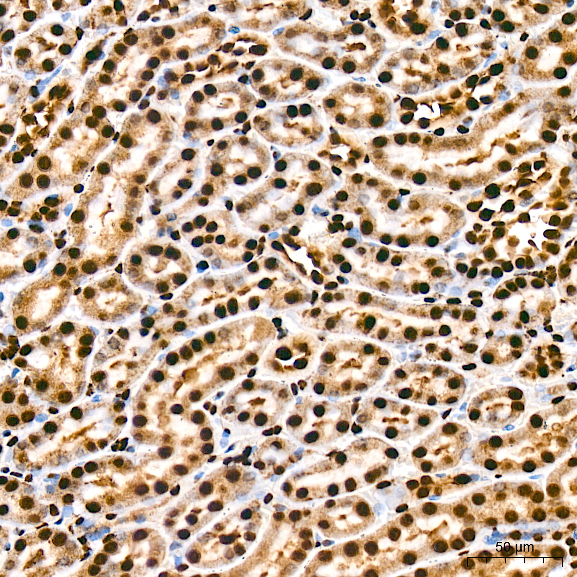 DiMethyl-Histone H3-K79 Rabbit mAb