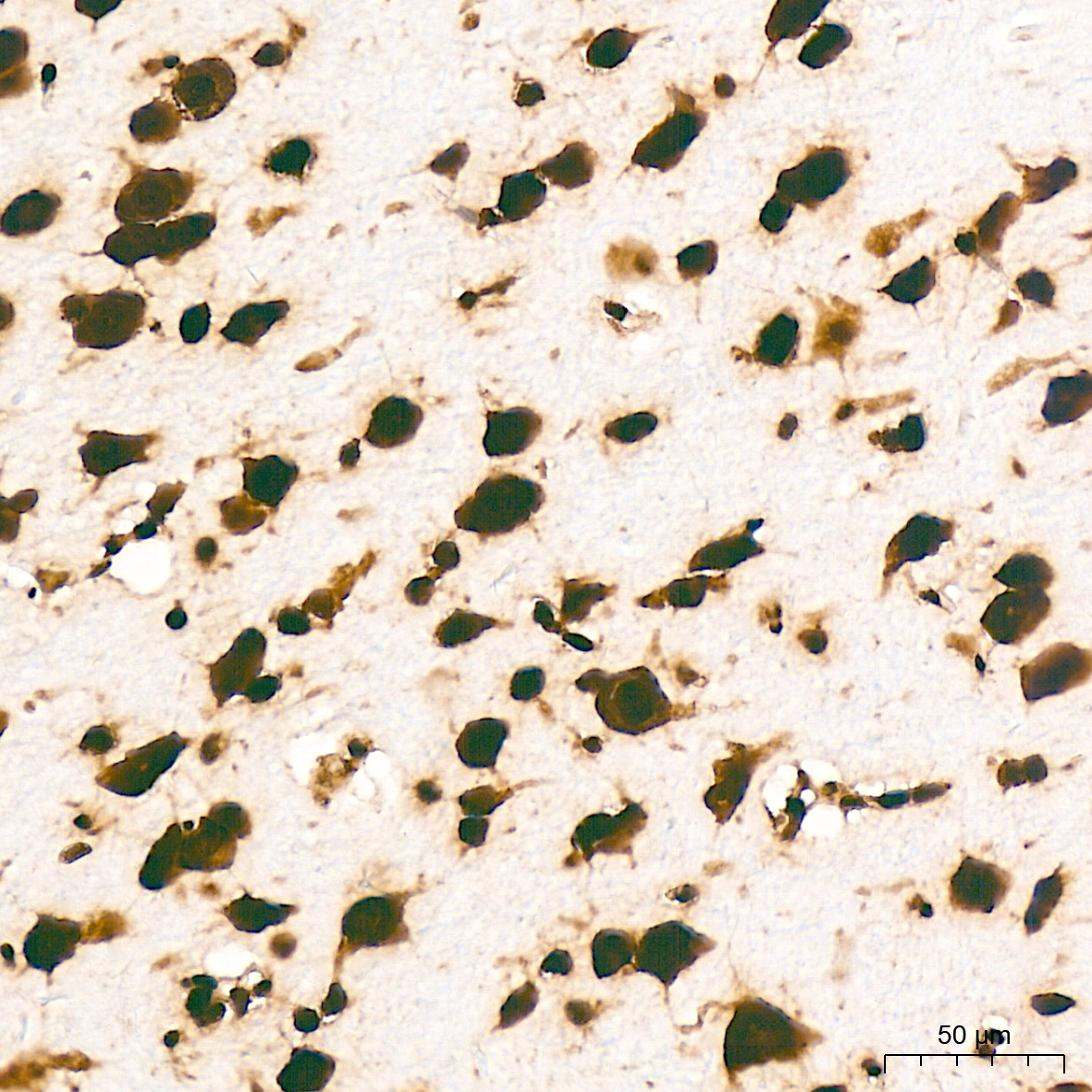 DiMethyl-Histone H3-K79 Rabbit mAb