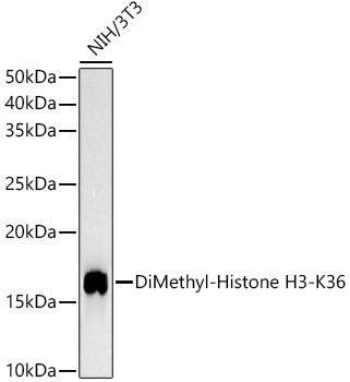 DiMethyl-Histone H3-K36 Rabbit mAb