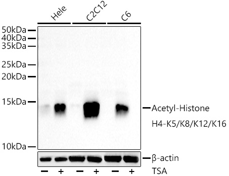 Acetyl-Histone H4-K5/K8/K12/K16 Rabbit mAb