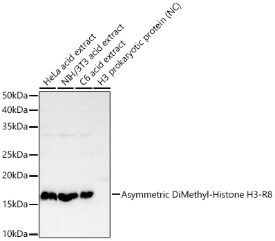 Asymmetric DiMethyl-Histone H3-R8 Rabbit mAb
