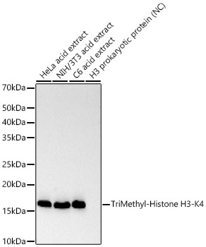 TriMethyl-Histone H3-K4 Rabbit mAb
