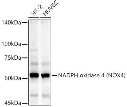 NADPH oxidase 4 (NOX4) Rabbit mAb