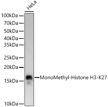 MonoMethyl-Histone H3-K27 Rabbit mAb