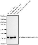 Western blot - TriMethyl-Histone H3-K4 Rabbit mAb (A22225)