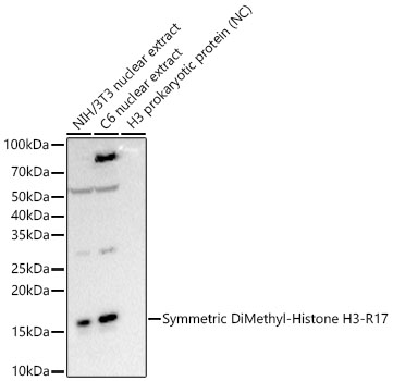 Symmetric DiMethyl-Histone H3-R17 Rabbit mAb