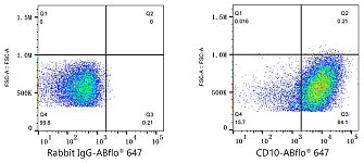 Flow CytoMetry - ABflo® 647 Rabbit anti-Human CD10 mAb (A22307)