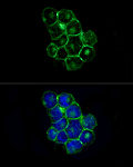 Immunofluorescence - ABflo® 488 Rabbit anti-Human CD225/IFITM1 mAb (A22310)