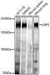Western blot - LRP5 Rabbit mAb (A22327)