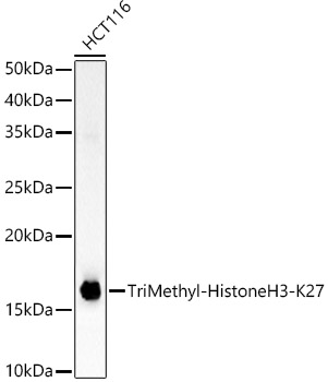TriMethyl-Histone H3-K27 Rabbit mAb