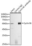 Western blot - Cyclin B1 Rabbit mAb (A22435)