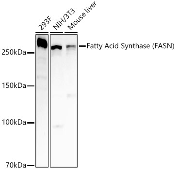 [KO Validated] Fatty Acid Synthase (FASN) Rabbit PolymAb®