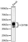 Western blot - CD79B Rabbit PolymAb® (A22465)