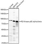 Western blot - PI3 Kinase p85 alpha/beta Rabbit mAb (A22487)