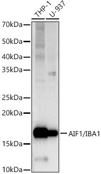 AIF1/IBA1 Rabbit PolymAb®