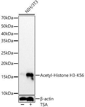 Acetyl-Histone H3-K56 Rabbit mAb
