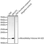 Western blot - MonoMethyl-Histone H4-K20 Rabbit mAb (A22572)