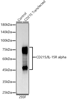CD215/IL-15R alpha Rabbit mAb